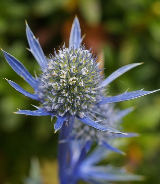 Eryngium bourgatii
